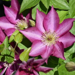 Tekla&trade; Clematis flowers