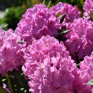 Roseum Pink Rhododendron flowers