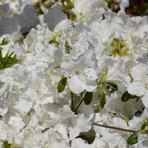 Girard's Pleasant White Azalea flowers