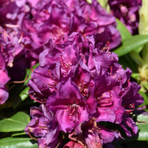Polarnacht Rhododendron flowers