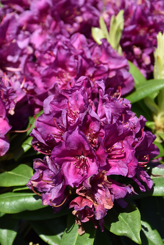 Polarnacht Rhododendron flowers