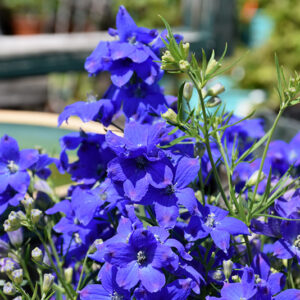 Diamonds Blue Delphinium flowers