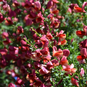 Sister Rosie&reg; Scotch Broom flowers