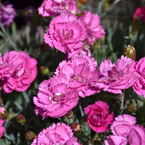 EverLast&trade; Orchid Pinks flowers