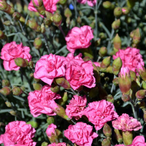 Pretty Poppers® Double Bubble Pinks flowers