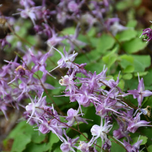 Lilac Fairy Bishop's Hat flowers