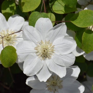Guernsey Cream Clematis flowers