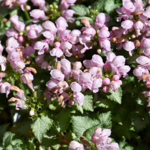 Pink Pewter Spotted Dead Nettle flowers