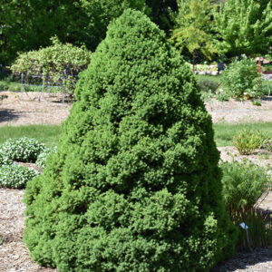 Dwarf Alberta Spruce