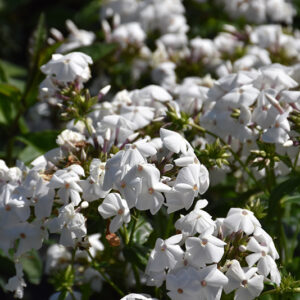 Opening Act White Phlox flowers
