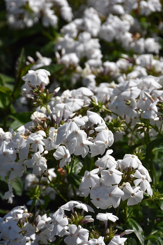 Opening Act White Phlox flowers