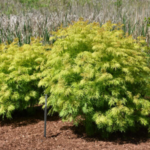 Lemony Lace&reg; Elder