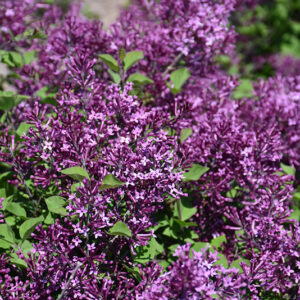 Bloomerang&reg; Dark Purple Lilac flowers