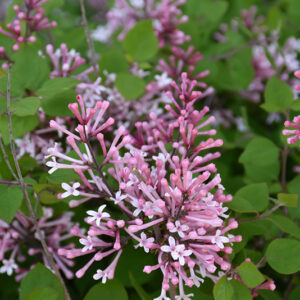 Bloomerang&reg; Dwarf Pink Lilac flowers