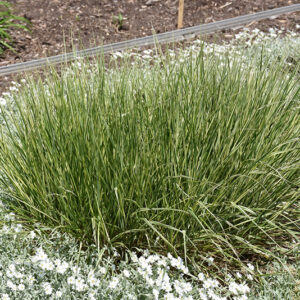 Variegated Reed Grass