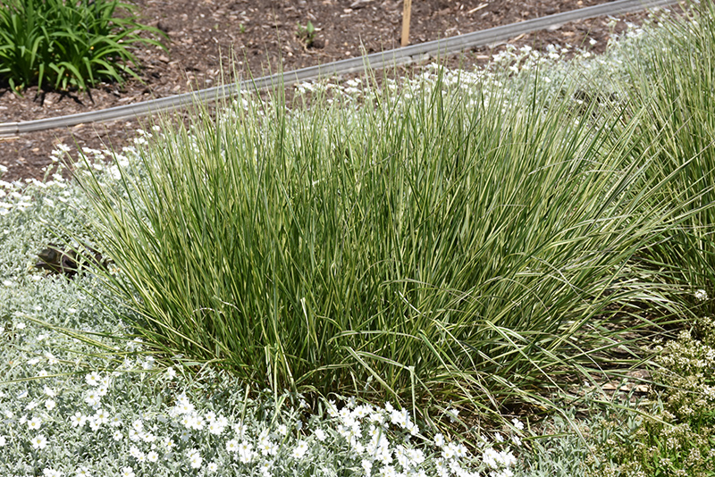 Variegated Reed Grass