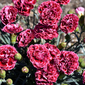 Fruit Punch&reg; Cherry Vanilla Pinks flowers