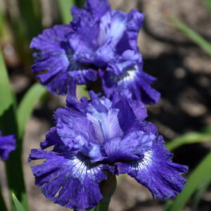 Blueberry Fair Siberian Iris flowers