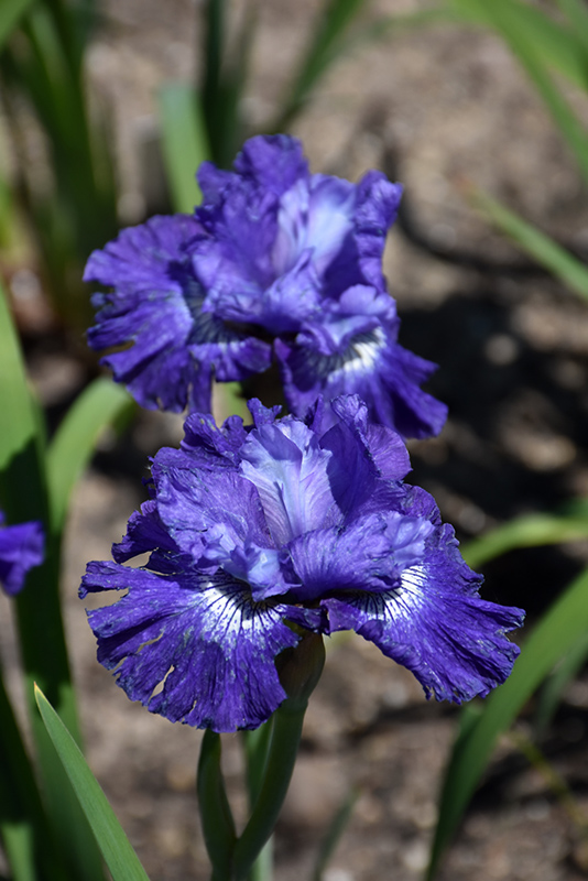 Blueberry Fair Siberian Iris flowers