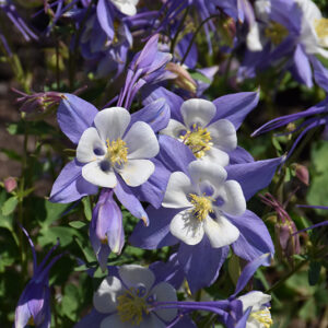 Songbird Blue Jay Columbine flowers