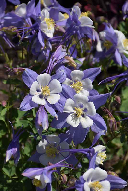 Songbird Blue Jay Columbine flowers