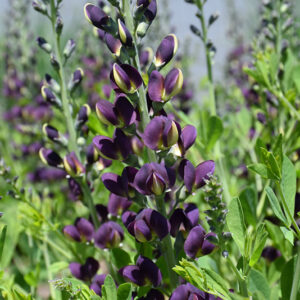 Grape Taffy False Indigo flowers