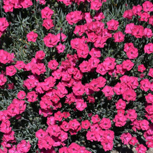 Paint The Town Red Pinks flowers