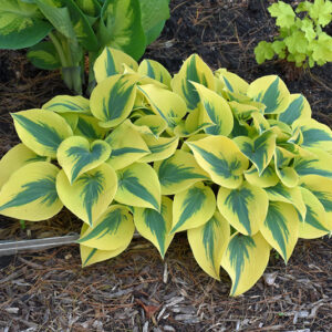 Shadowland&reg; Autumn Frost Hosta