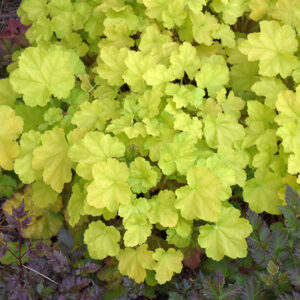 Primo&reg; Pretty Pistachio Coral Bells
