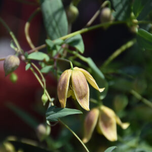 My Angel&reg; Golden Clematis flowers