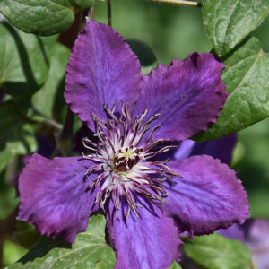 Honora Clematis flowers