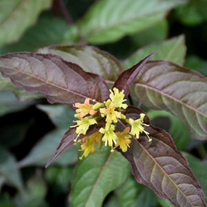 Nightglow&trade; Diervilla flowers