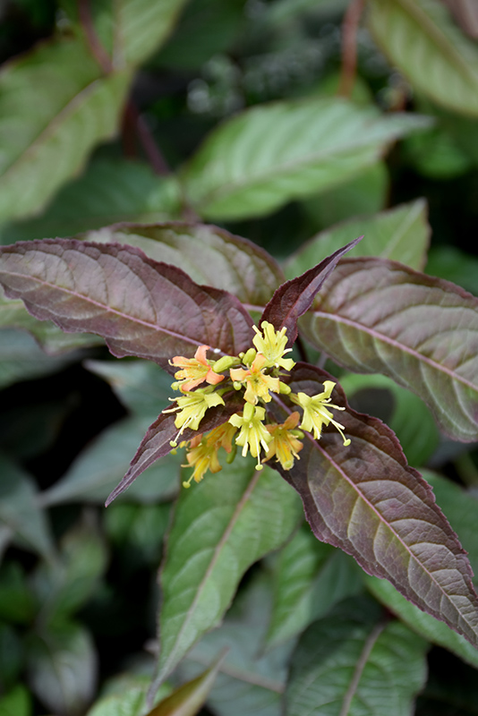 Nightglow™ Diervilla flowers