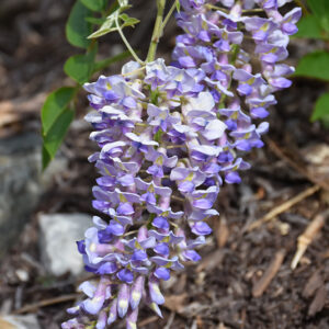 Blue Moon Wisteria flowers