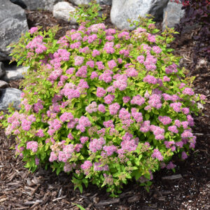 Dakota Goldcharm Spirea in bloom