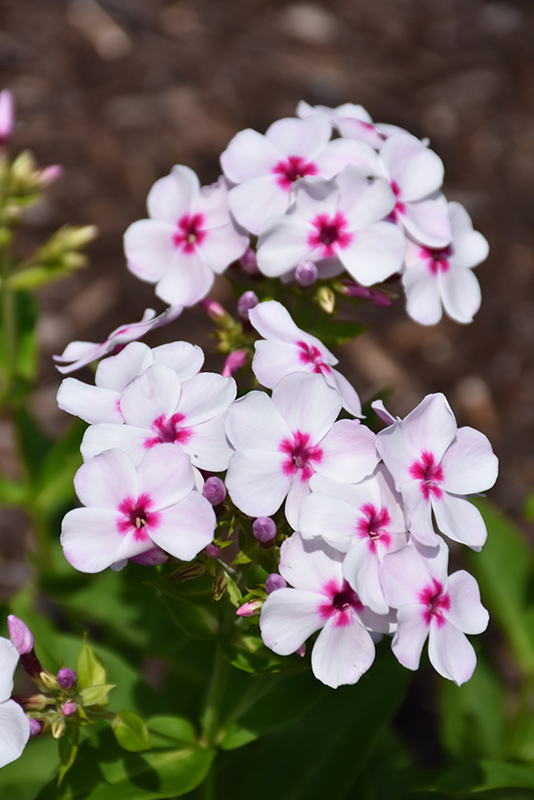 Flame White Eye Garden Phlox flowers
