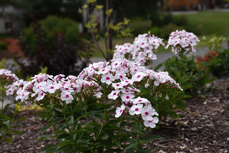 Flame White Eye Garden Phlox in bloom