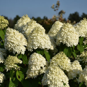 Limelight Hydrangea flowers