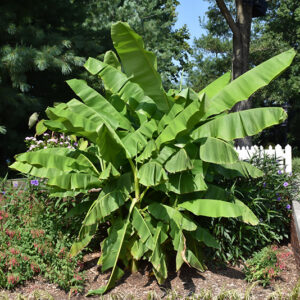 Japanese Banana