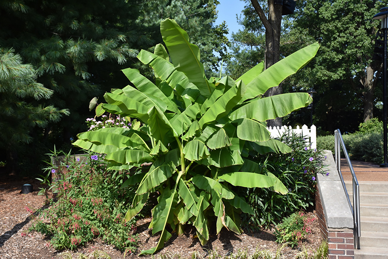 Japanese Banana