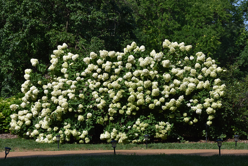Limelight Hydrangea in bloom