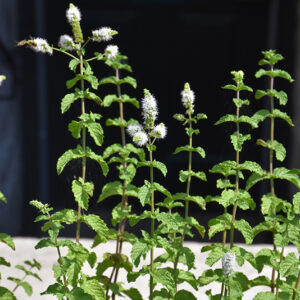 Spearmint flowers