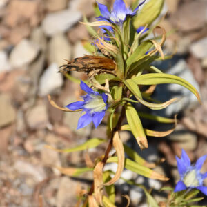 Gentian flowers