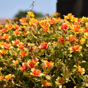 Fairytales Cinderella Portulaca flowers