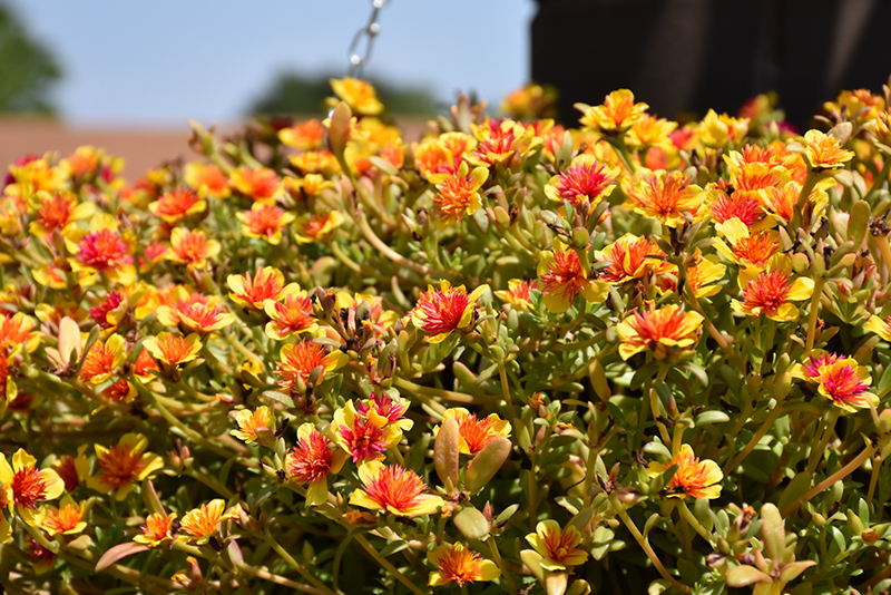 Fairytales Cinderella Portulaca flowers