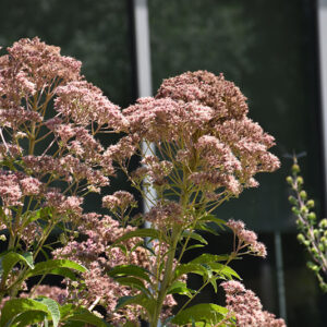 Hollow Joe Pye Weed flowers