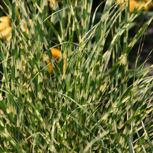 Bandwidth Maiden Grass foliage