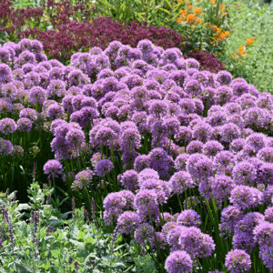 Millenium Ornamental Onion in bloom