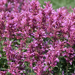 Rosie Posie Hyssop flowers