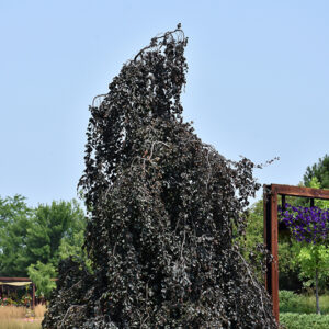 Purple Fountain Beech
